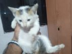 Kitten for Kind Home