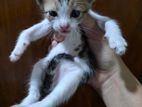 Kittens for Kind Home