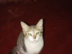 Cat for Kind Home