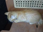 Kittens for Kind Home