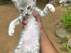 පූස් පැටවුන් දෙදෙනෙක්