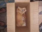 Cat for Kind home