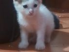 Kittens for Kind Home