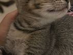 Cat for Kind Home
