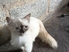 Persian Cat