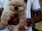 Himalayan Cat