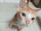 Cat for Kind Home