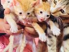 Kitten for Kind Home
