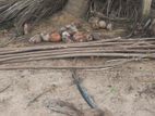 பூவரசு மரம்
