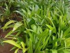 පුවක් පැ ළ / Arecanut plants <small>
