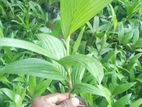 පුවක් පැල