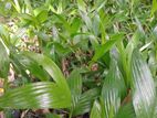 පුවක් පැල