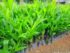 පුවක් පැල