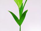 පුවක් පැල