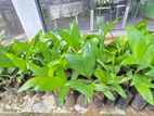 Puwak Plants