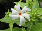 பவள மல்லிகை கன்று