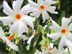 பவள மல்லிகை