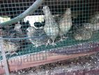 Quail and Cage