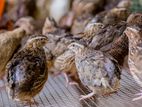 Quail Eggs