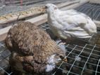 Quail Chiks