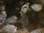 Quail Chicks