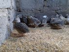 Quails