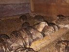 Quail Birds