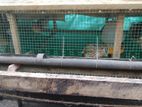 Quail Birds