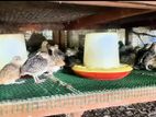Quail Birds ( වටු කිරිල්ලියෝ)