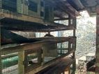 Quail Cage (වටු කුඩු)