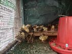 Quail Chicks