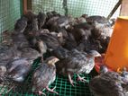Quail Chick
