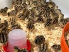quail chick (காடை)