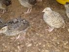 Quail Chicken