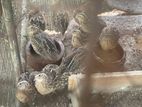 Quail Chicken