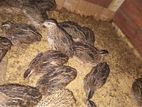 Quails