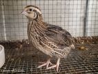 Quail Chicks