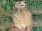 Quail Chicks