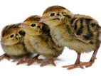 Quail Chicks