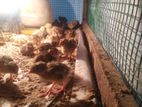 Quail Chicks