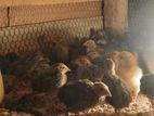 Quail Chicks