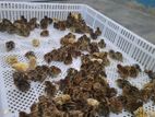 Quail Chicks