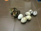 Quail Chicks