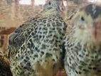 Quail Chicks