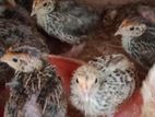 Quail Chicks