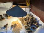 quail chicks