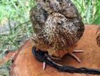 Quail Chicks