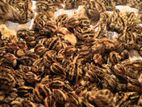 Quail Chicks