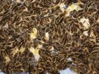 quail chicks