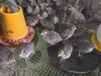 Quail Chicks(காடை கோழி)